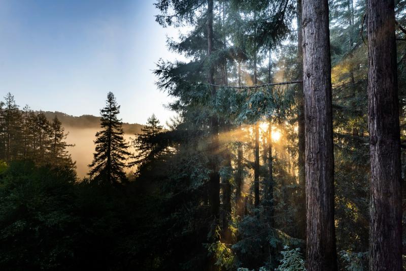 The woods at Mt Tam, showing tall trees