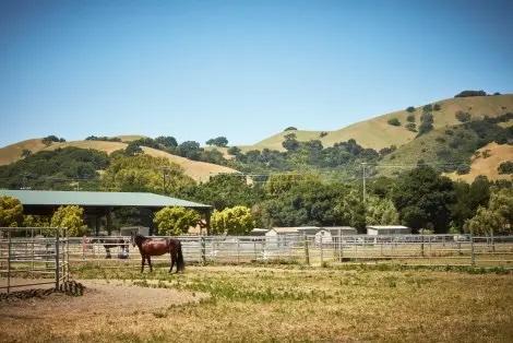 A horse farm in Novato, CA