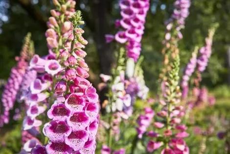 Close-up view of vivid pink flowers