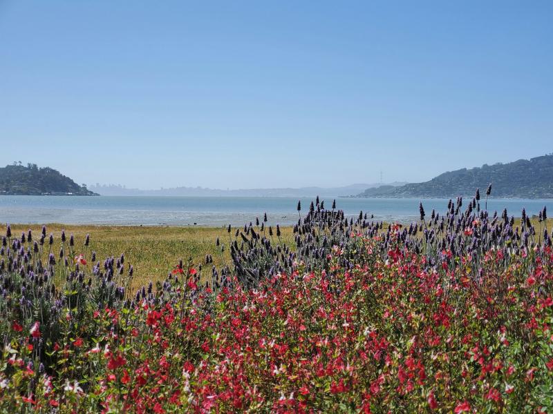 View of a pasture with wildflowers overlooking the ocean in Tiburon, CA