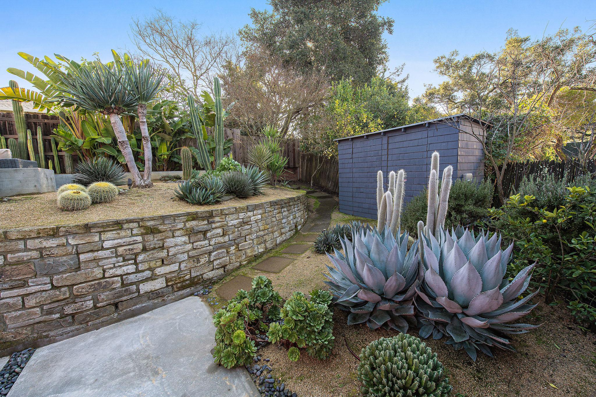 View of plants growing in the read yard, showing cactus variants  #18