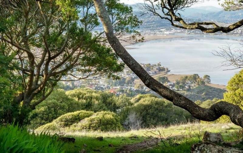 View of the Bay from between trees, showing Corte Madera homes in the distance