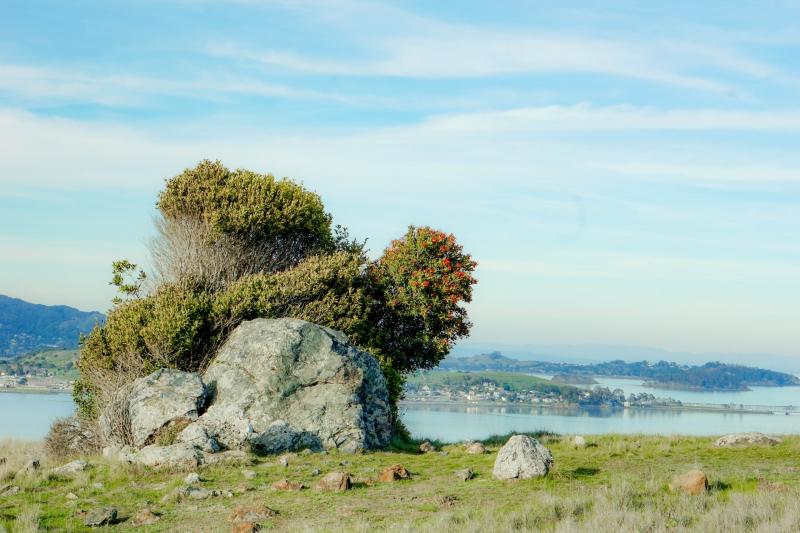 Outdoor view of San Francisco Bay, showing a marsh area with rocks
