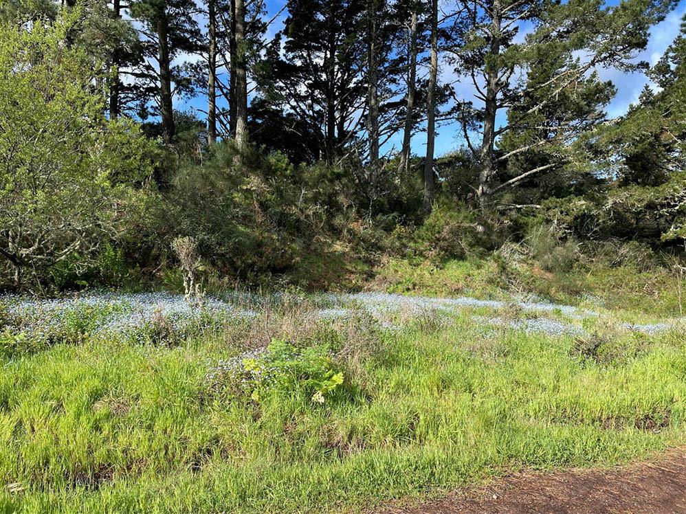 Feature image for Marin County Real Estate March 2026 Report